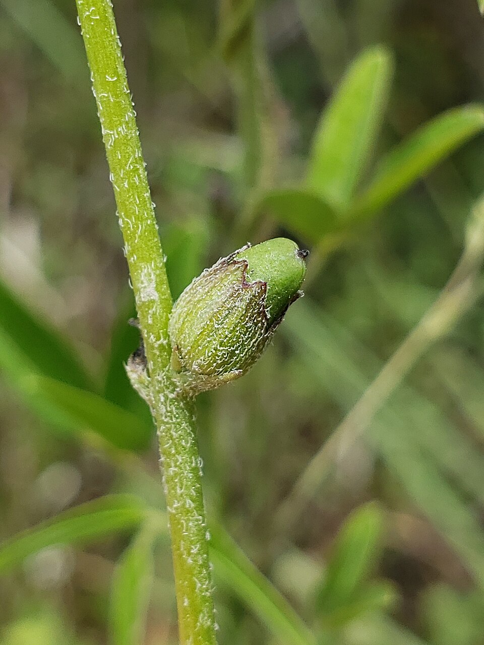Buchnera floridana (Florida bluehearts) (alternate view 9)