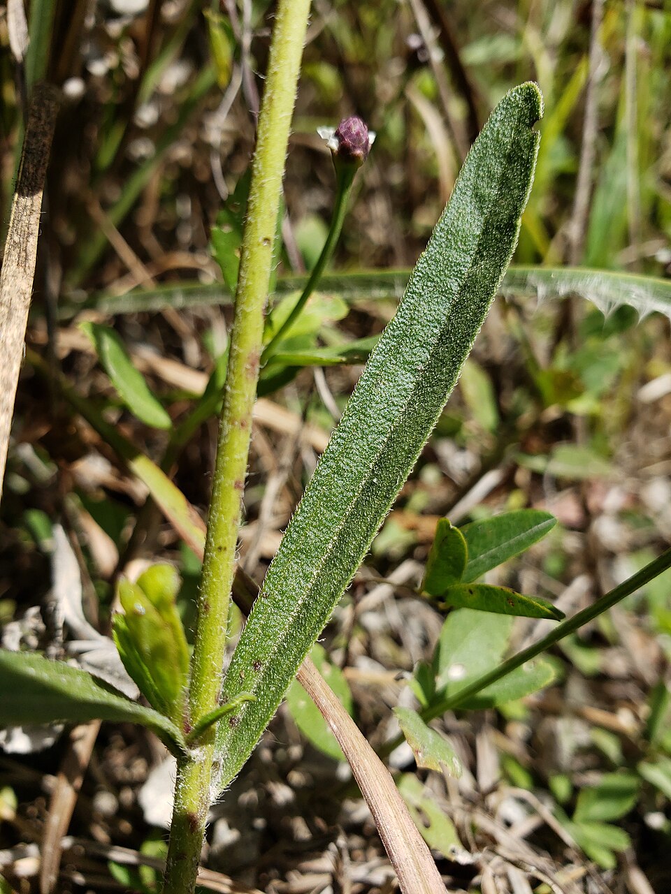 Buchnera floridana (Florida bluehearts) (alternate view 10)