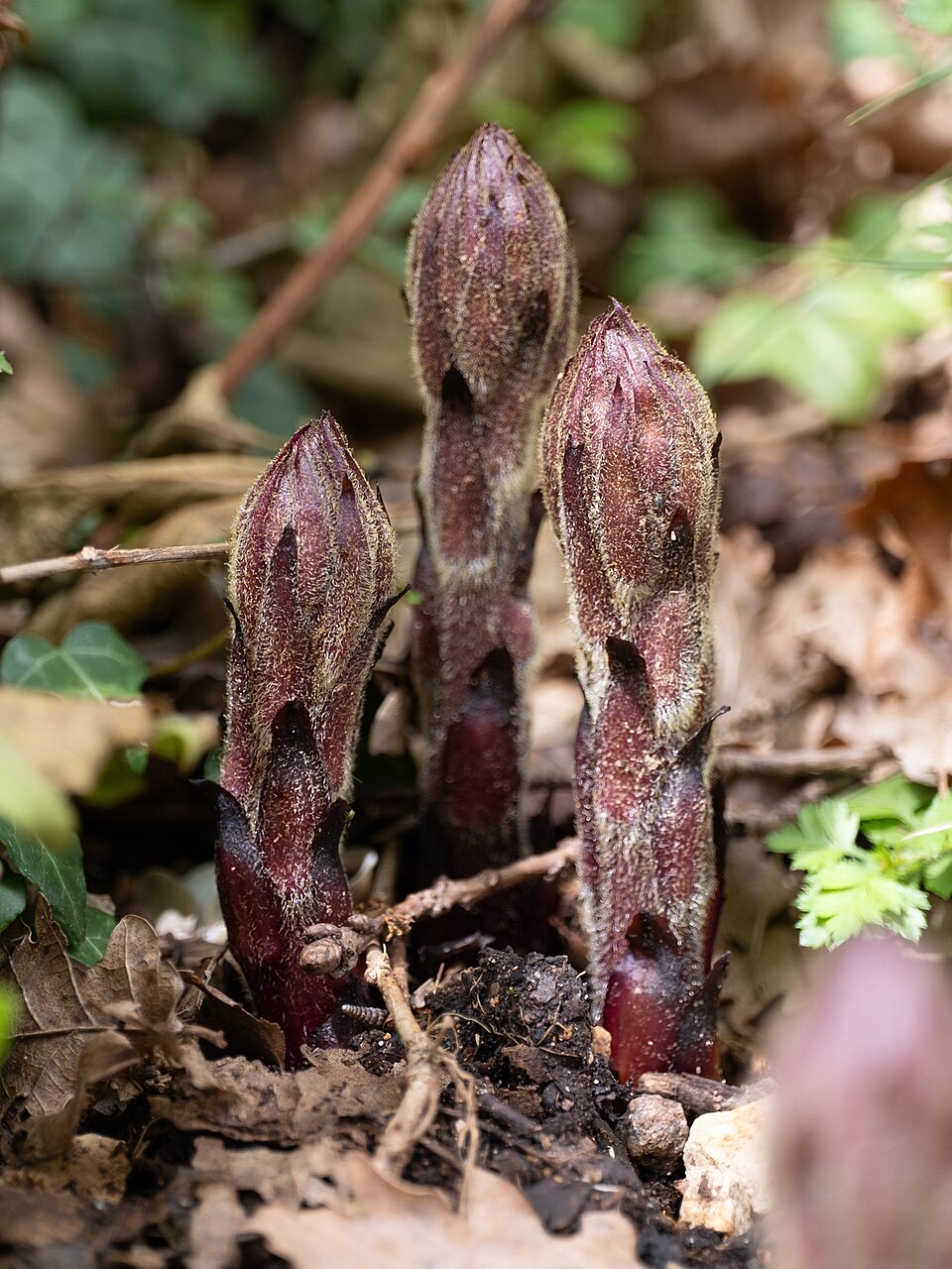 Orobanche (Broomrapes) (alternate view 7)