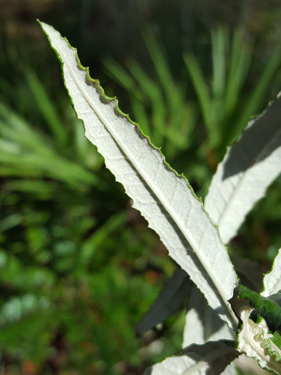 Pterocaulon pycnostachyum (blackroot) (alternate view 8)