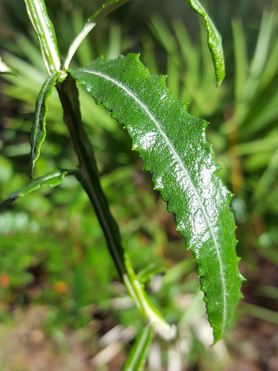 Pterocaulon pycnostachyum (blackroot) (alternate view 9)
