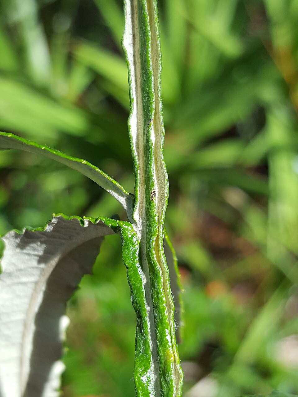 Pterocaulon pycnostachyum (blackroot) (alternate view 10)