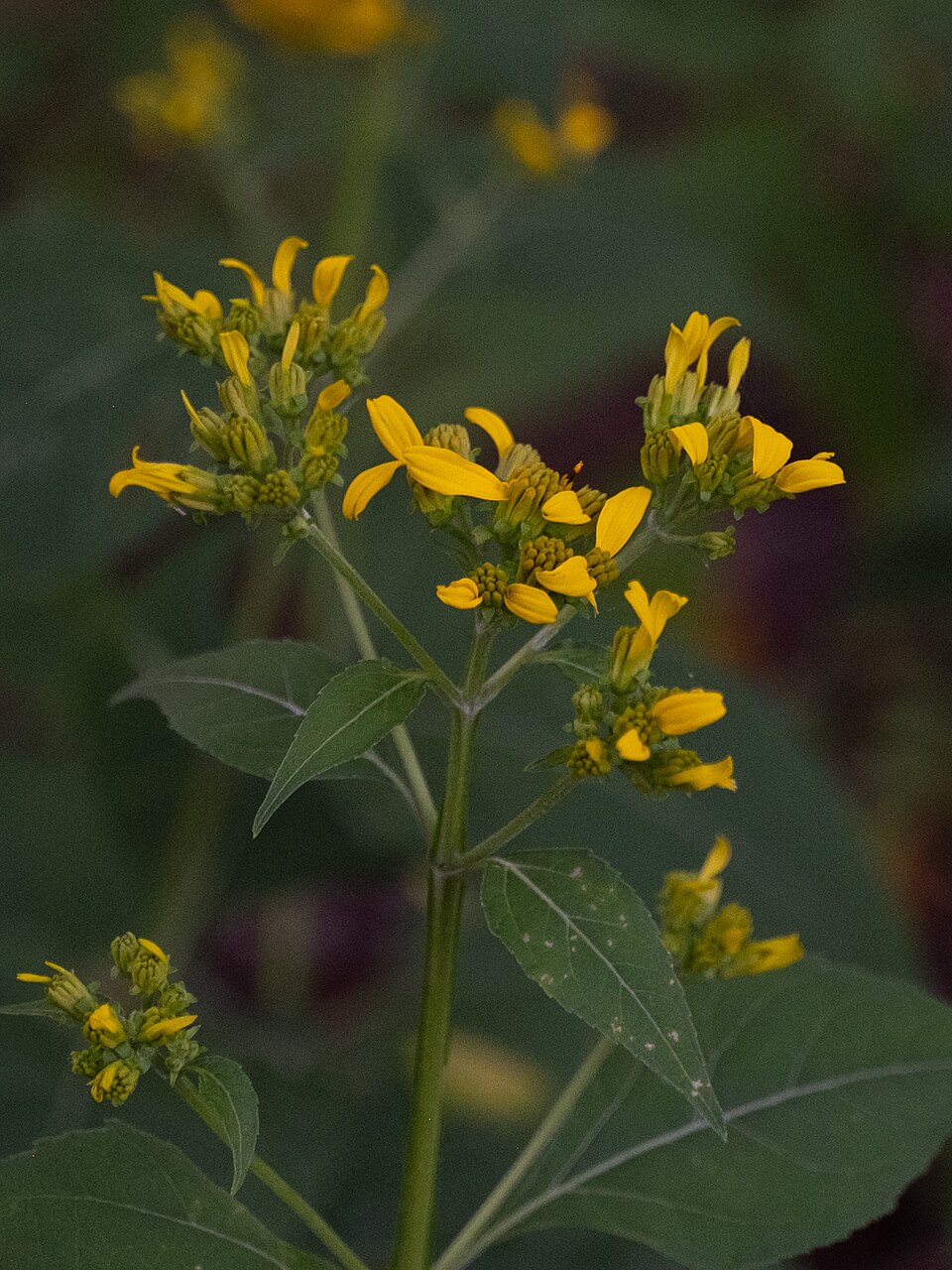 Verbesina occidentalis (Yellow Crownbeard) (alternate view 7)