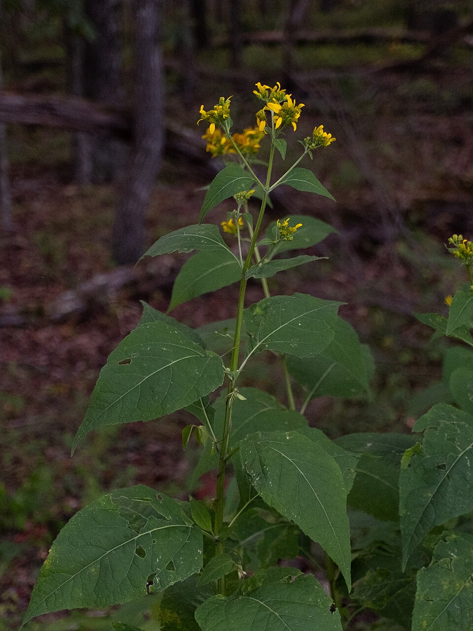 Verbesina occidentalis (Yellow Crownbeard) (alternate view 8)