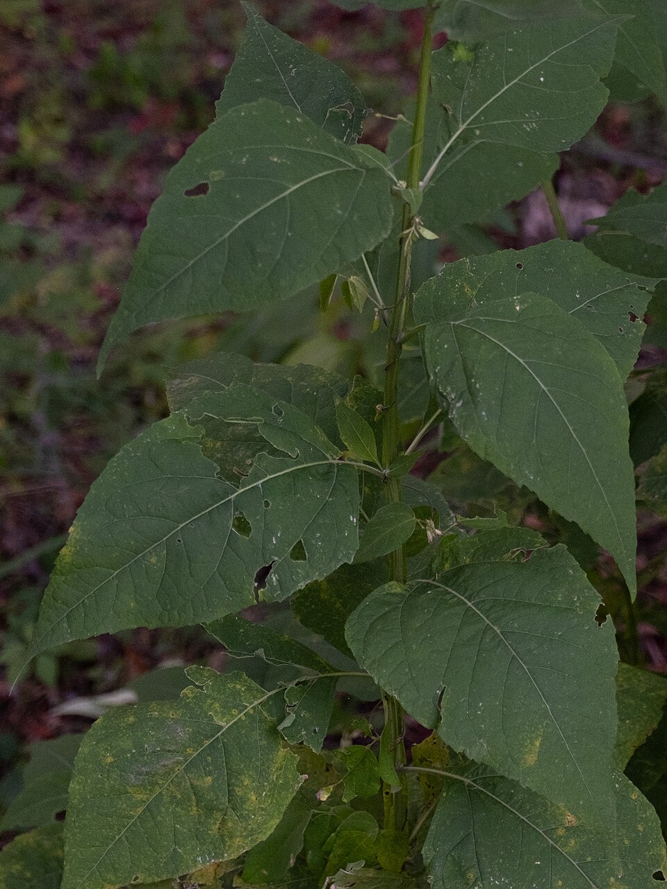 Verbesina occidentalis (Yellow Crownbeard) (alternate view 9)