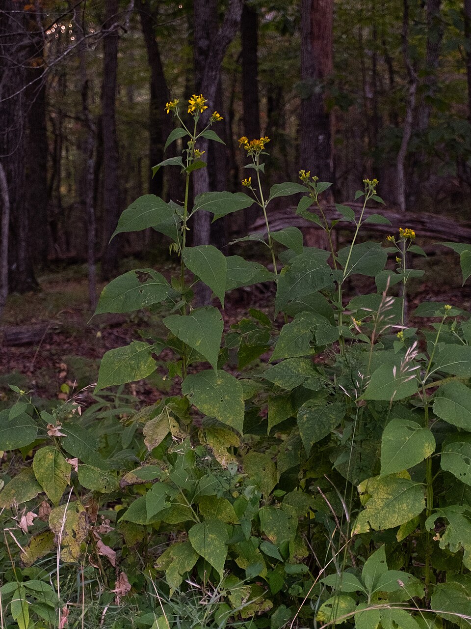 Verbesina occidentalis (Yellow Crownbeard) (alternate view 10)