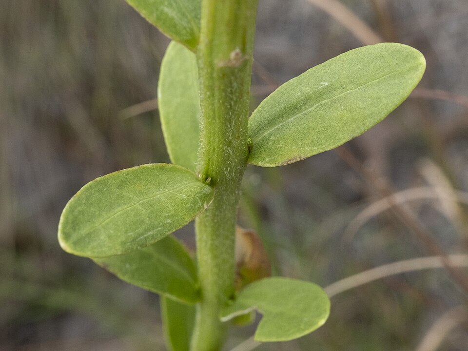 Carphephorus corymbosus (coastalplain chaffhead) (alternate view 5)