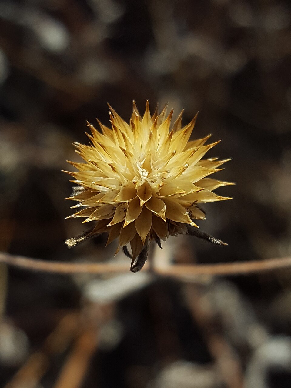 Viguiera dentata (Toothleaf Goldeneye) (alternate view 9)