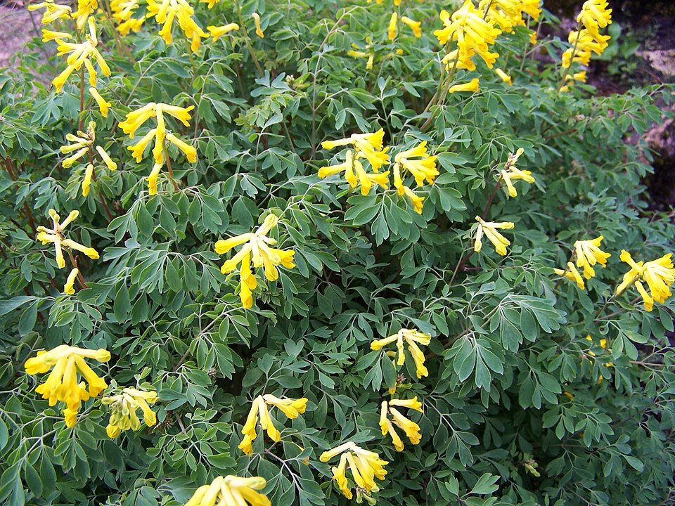 Pseudofumaria lutea (Yellow Fumitory)