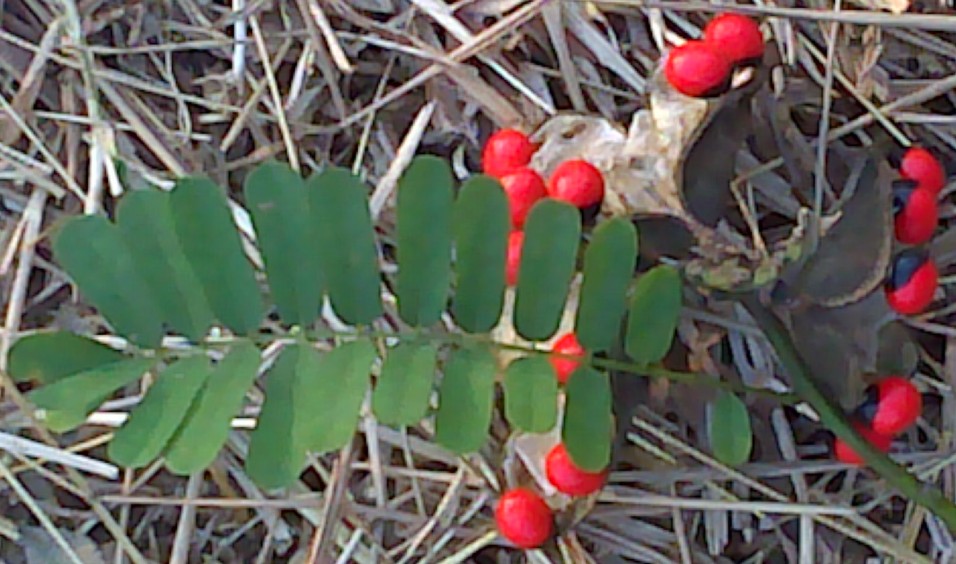 Abrus precatorius (rosary pea) (alternate view 8)