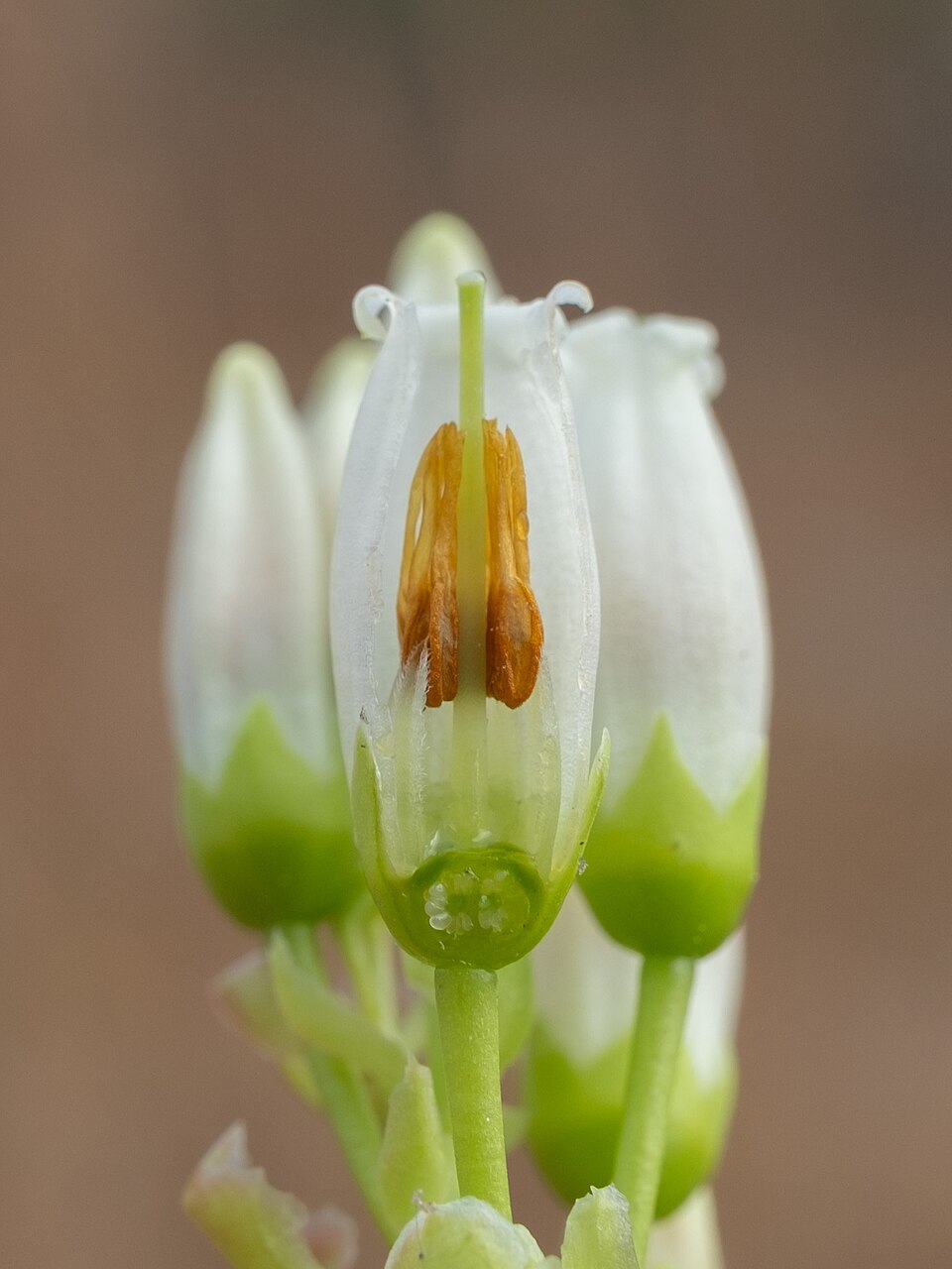 Vaccinium fuscatum (Black Highbush Blueberry) (alternate view 9)