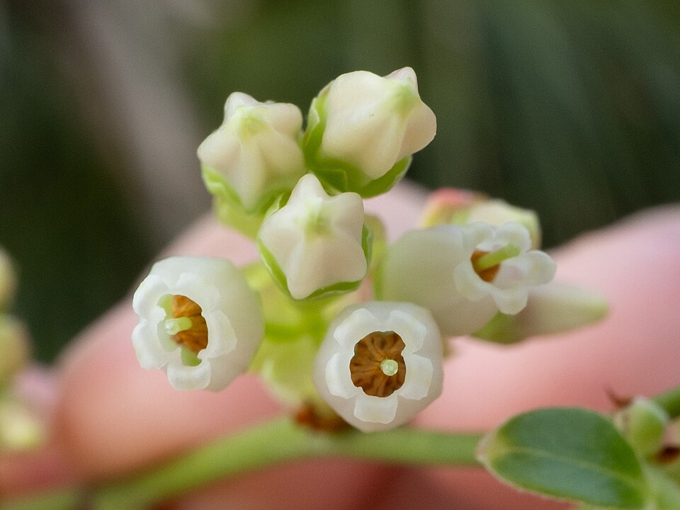 Vaccinium fuscatum (Black Highbush Blueberry) (alternate view 10)