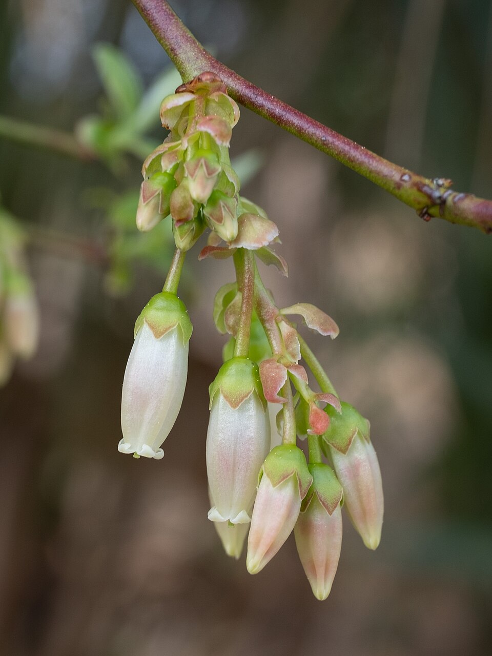Vaccinium fuscatum (Black Highbush Blueberry) (alternate view 11)