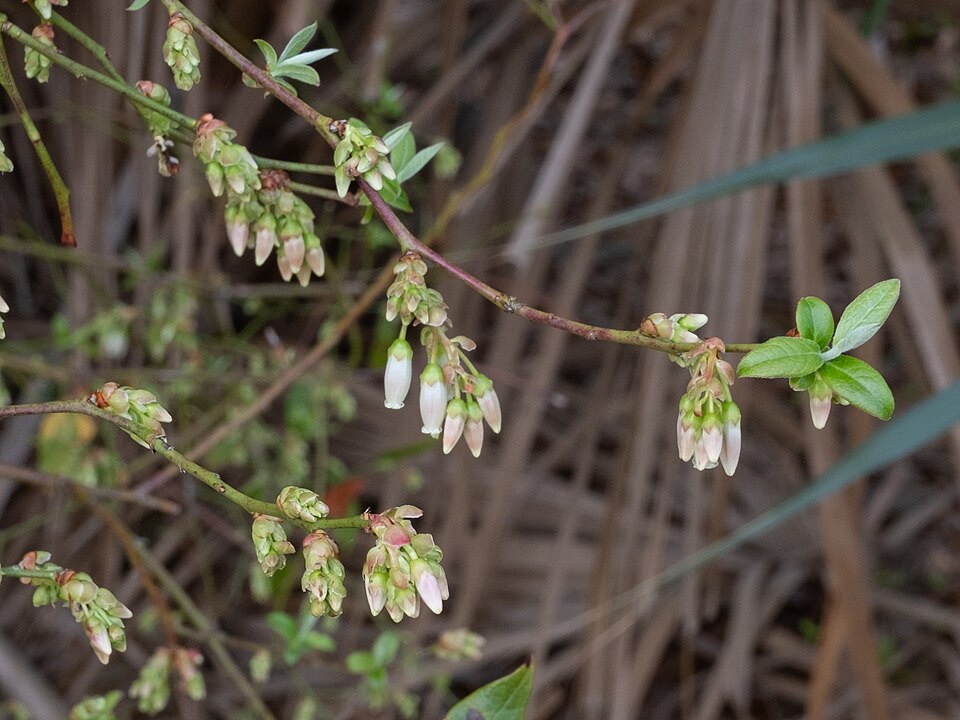 Vaccinium fuscatum (Black Highbush Blueberry) (alternate view 12)
