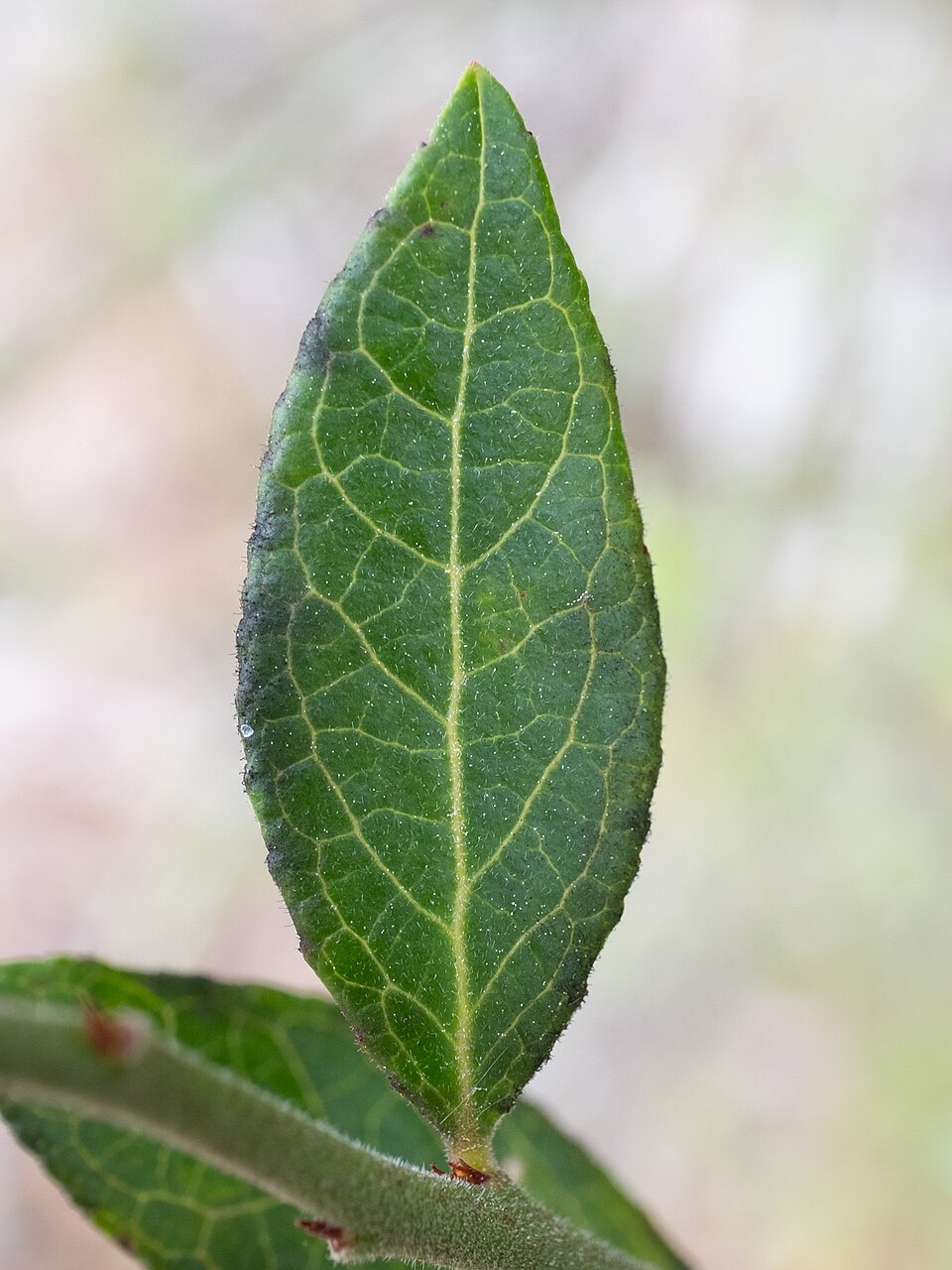 Vaccinium fuscatum (Black Highbush Blueberry) (alternate view 13)