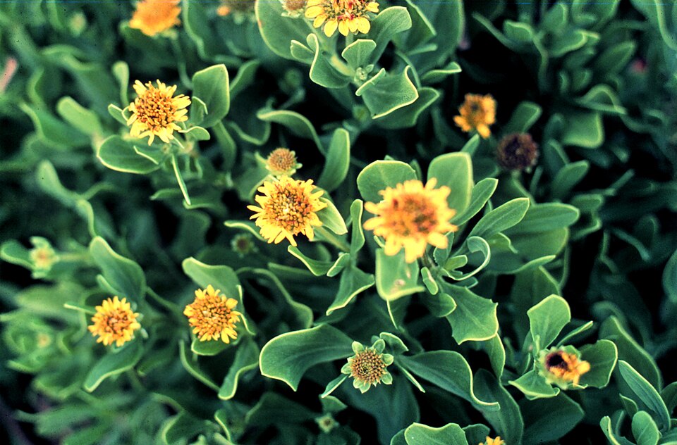 Borrichia frutescens (sea ox-eye) (alternate view 6)