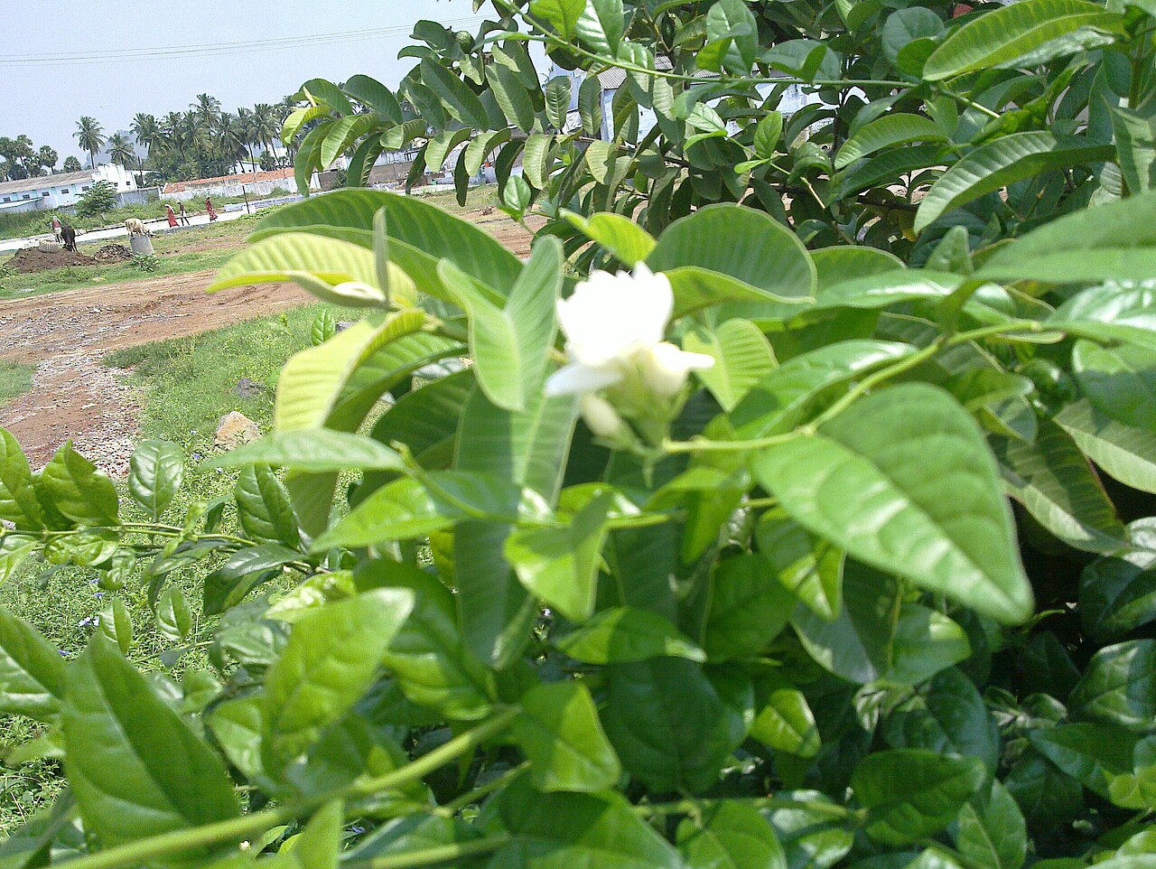 Jasminum sambac, Arabian jasmine — spreading evergreen (Oleaceae) (image 6 of 8)