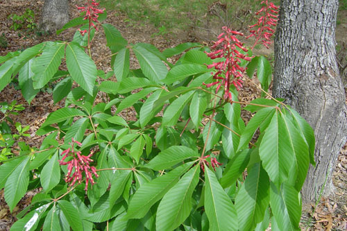 Aesculus pavia (Red Buckeye)