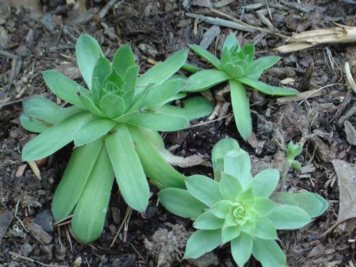 Sempervivum tectorum (Hens and Chicks) (alternate view 13)
