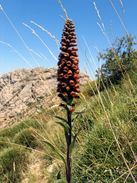 Digitalis parviflora (Small-flowered Foxglove) (alternate view 6)
