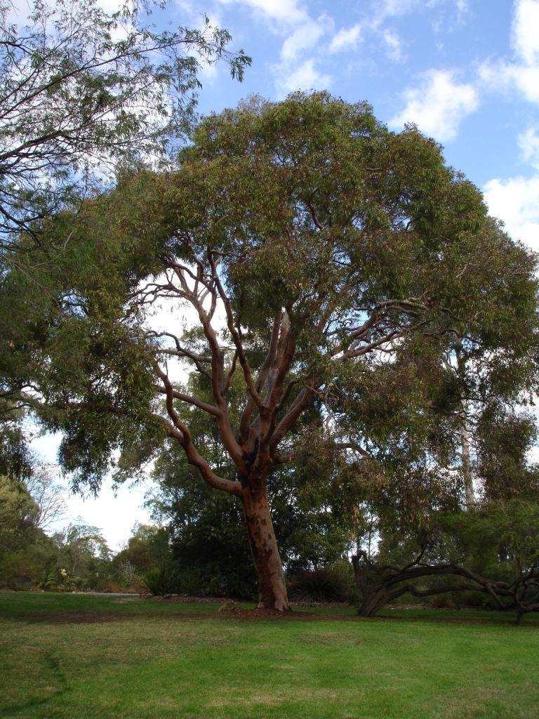 Angophora costata (Smooth-barked apple) (alternate view 7)