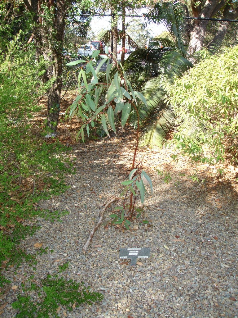 Eucalyptus pauciflora ssp. niphophila (Alpine Snow Gum) (alternate view 9)