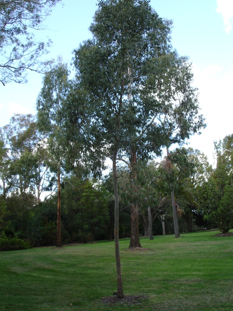 Eucalyptus gunnii (Silver Drop Eucalyptus) (alternate view 11)