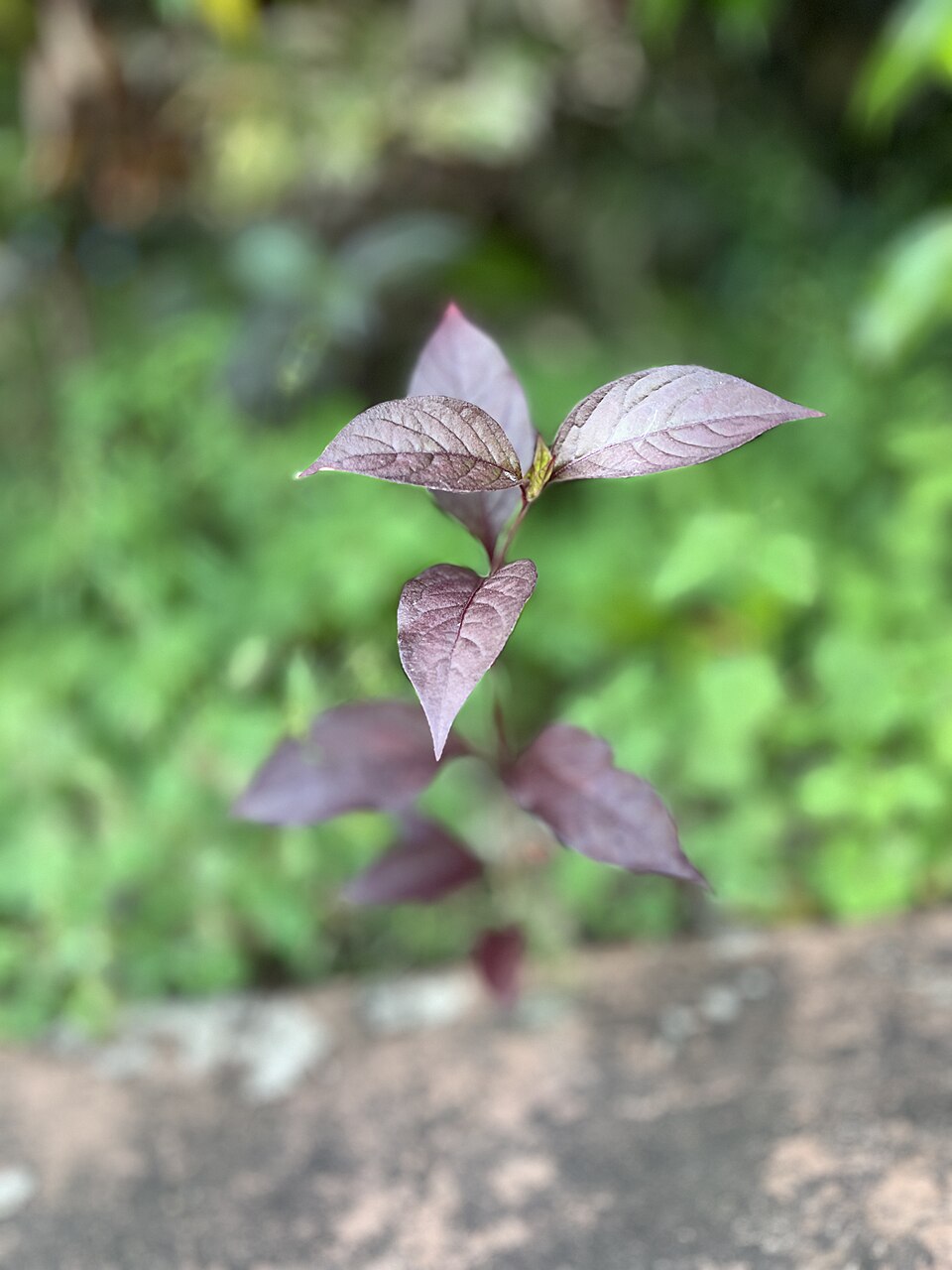 Alternanthera (alternate view 4)