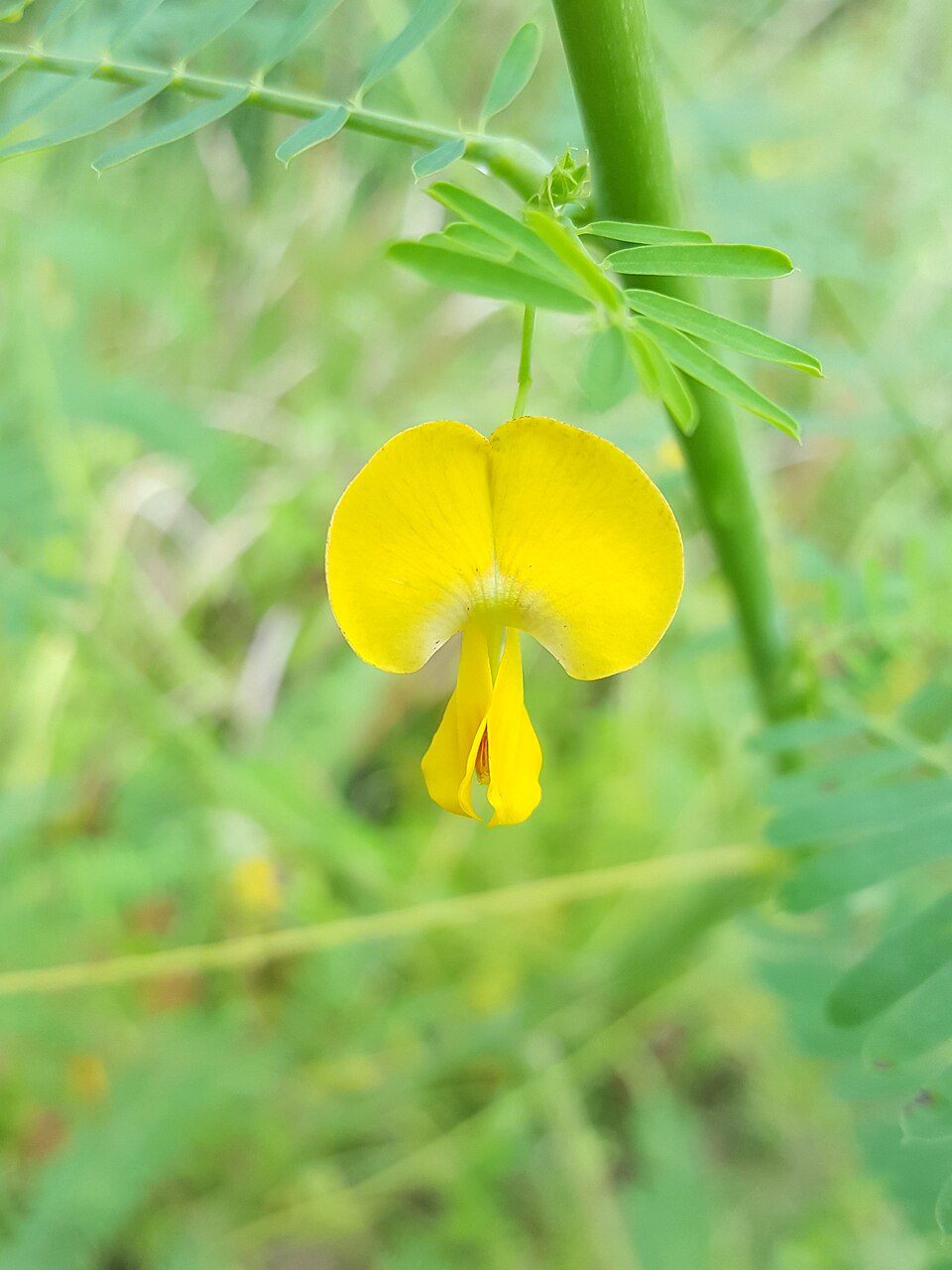 Sesbania herbacea (bigpod sesbania) (alternate view 9)
