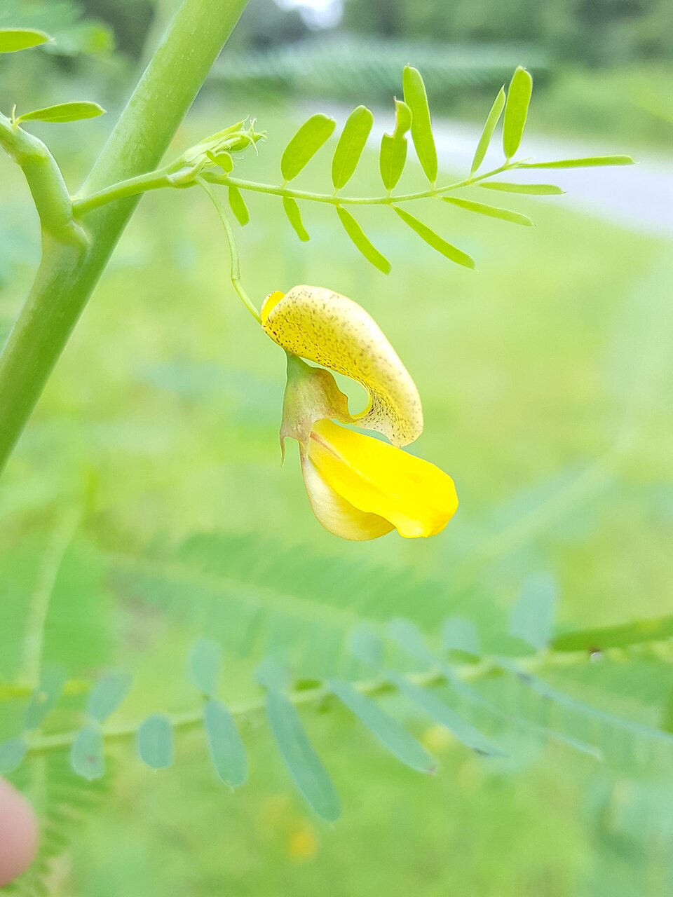 Sesbania herbacea (bigpod sesbania) (alternate view 10)