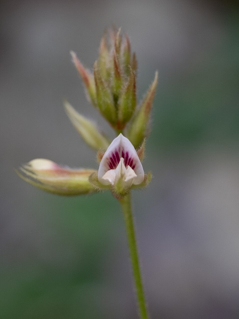 Lespedeza hirta (hairy lespedeza) (alternate view 3)