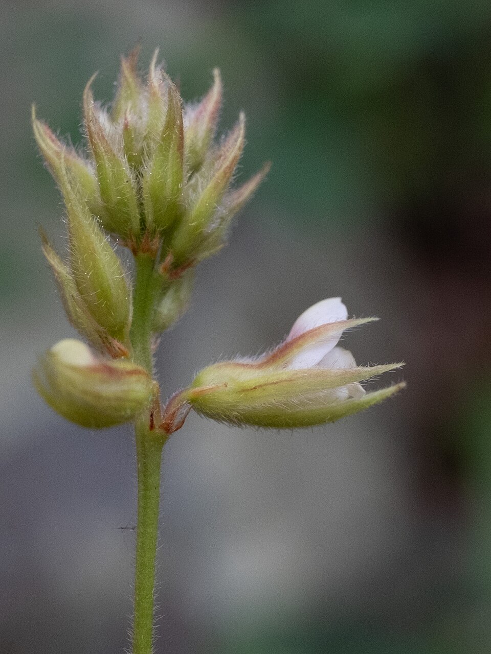 Lespedeza hirta (hairy lespedeza) (alternate view 4)