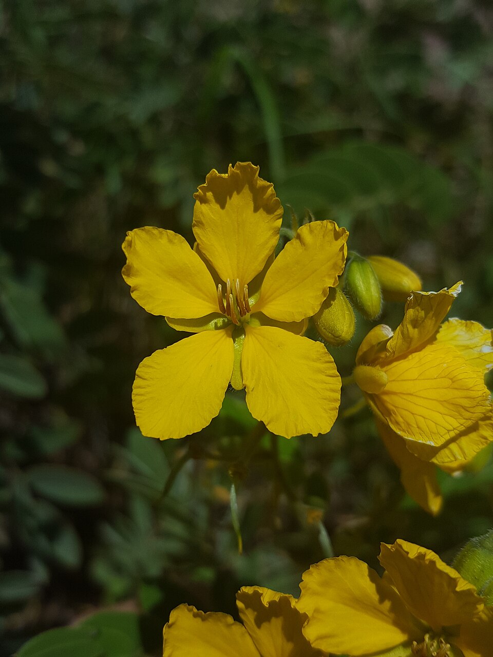 Senna lindheimeriana (Lindheimer's Senna) (alternate view 9)