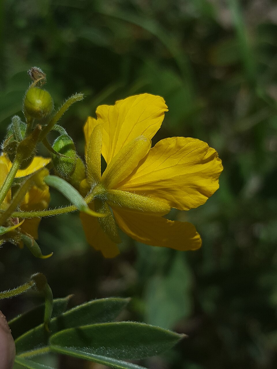 Senna lindheimeriana (Lindheimer's Senna) (alternate view 10)