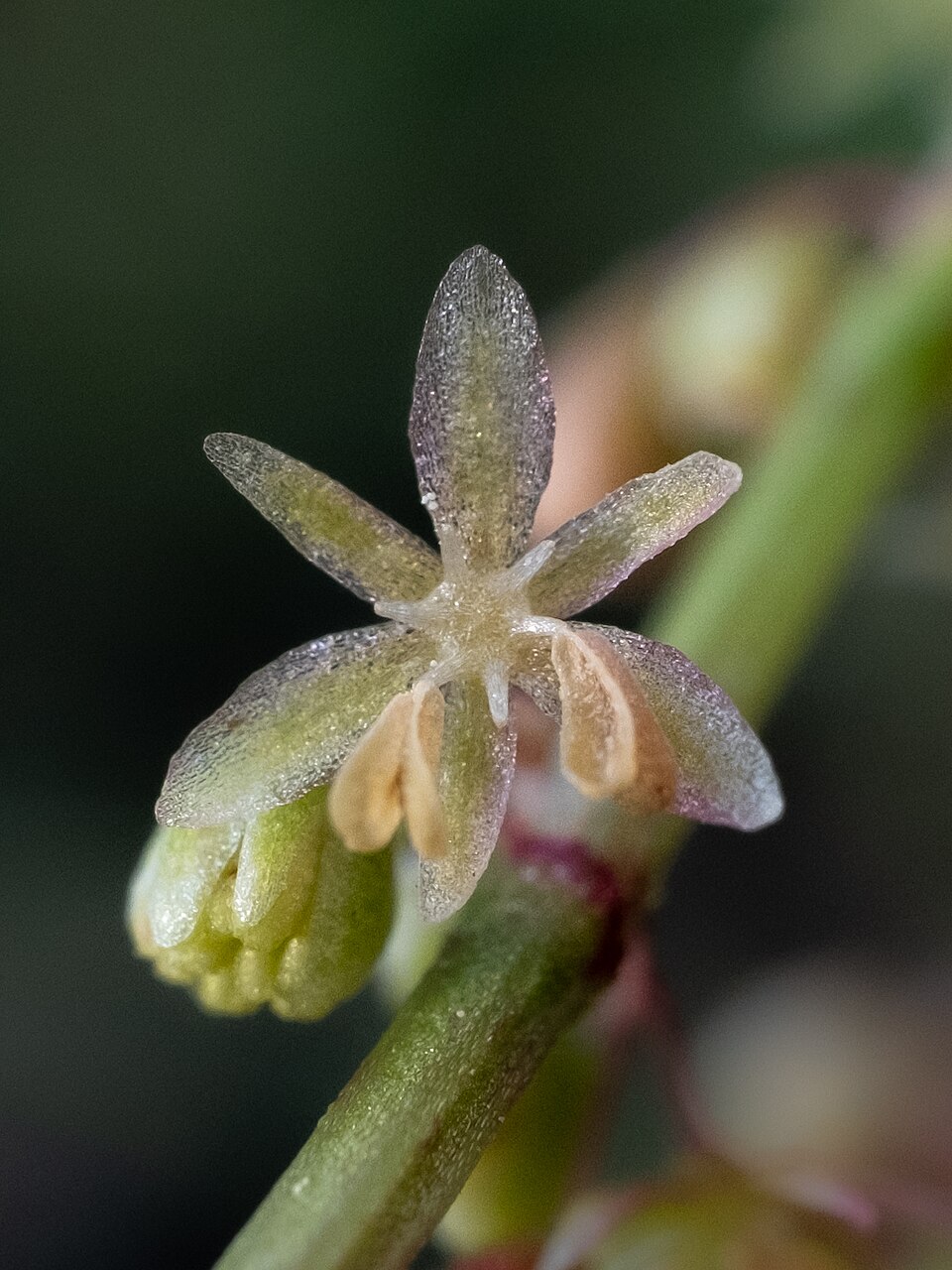 Rumex hastatulus (Hastate-leaved dock) (alternate view 4)