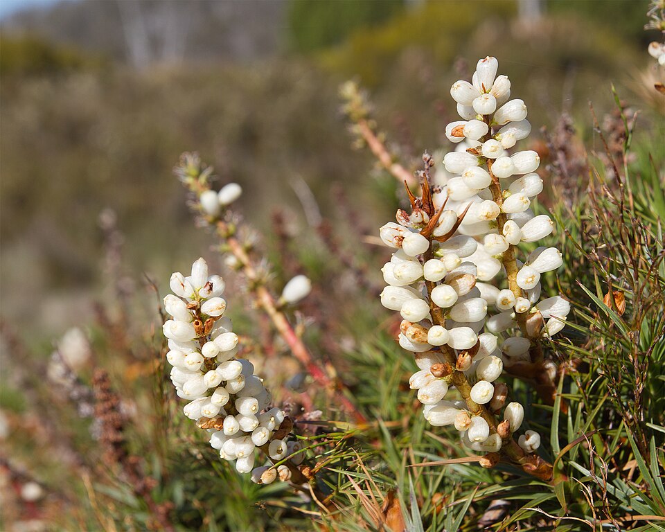 Richea scoparia (scoparia) (alternate view 5)