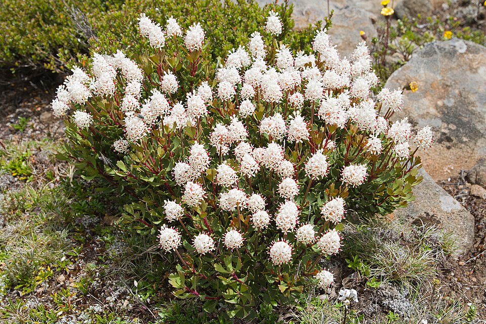 Bellendena montana (Mountain Rocket) (alternate view 3)