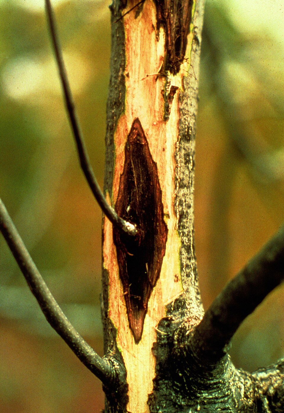 Juglans cinerea (Butternut) (alternate view 4)