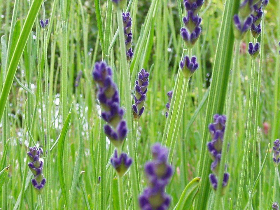 Lavandula angustifolia 'Hidcote' (Hidcote Lavender) (alternate view 4)