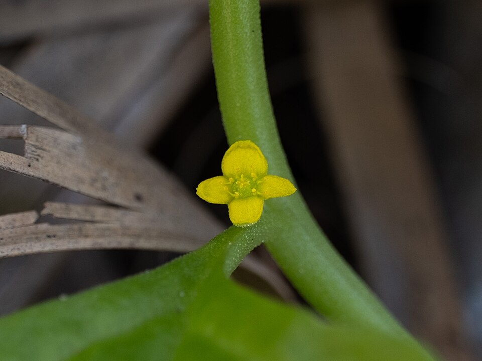 Tetragonia tetragonoides (New Zealand Spinach) (alternate view 8)
