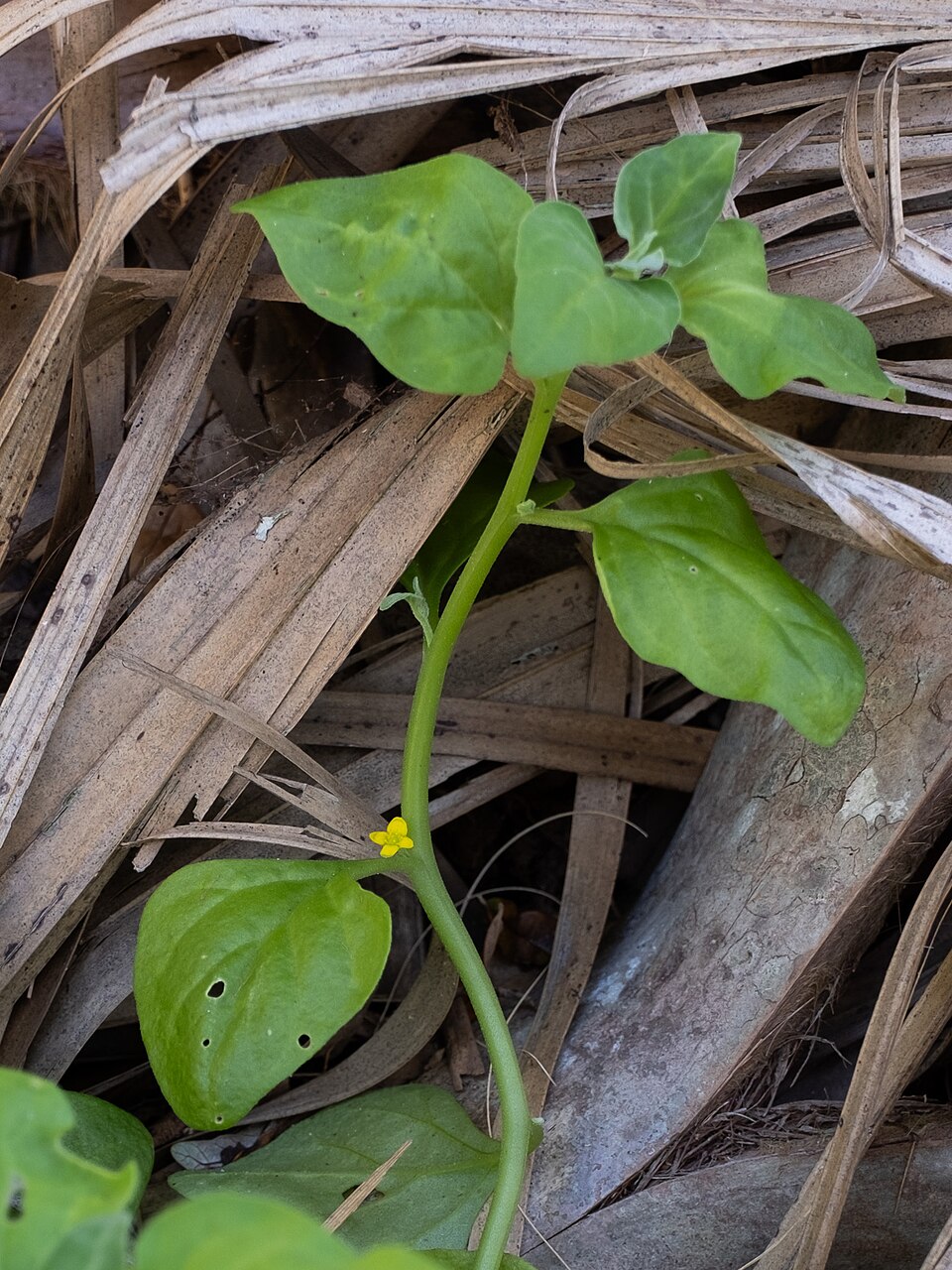 Tetragonia tetragonoides (New Zealand Spinach) (alternate view 9)