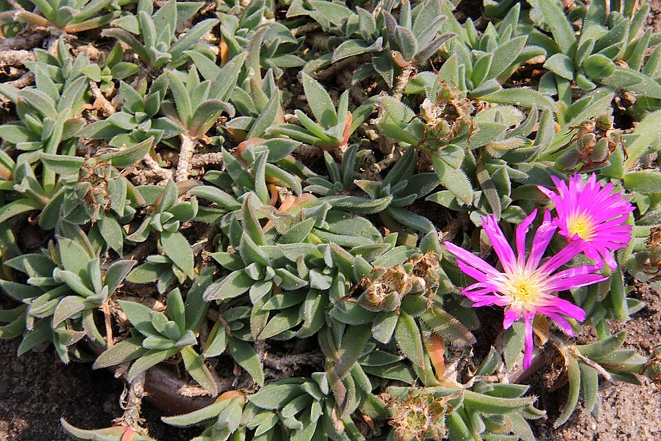 Delosperma sutherlandii (Sutherland's Ice Plant) (alternate view 9)