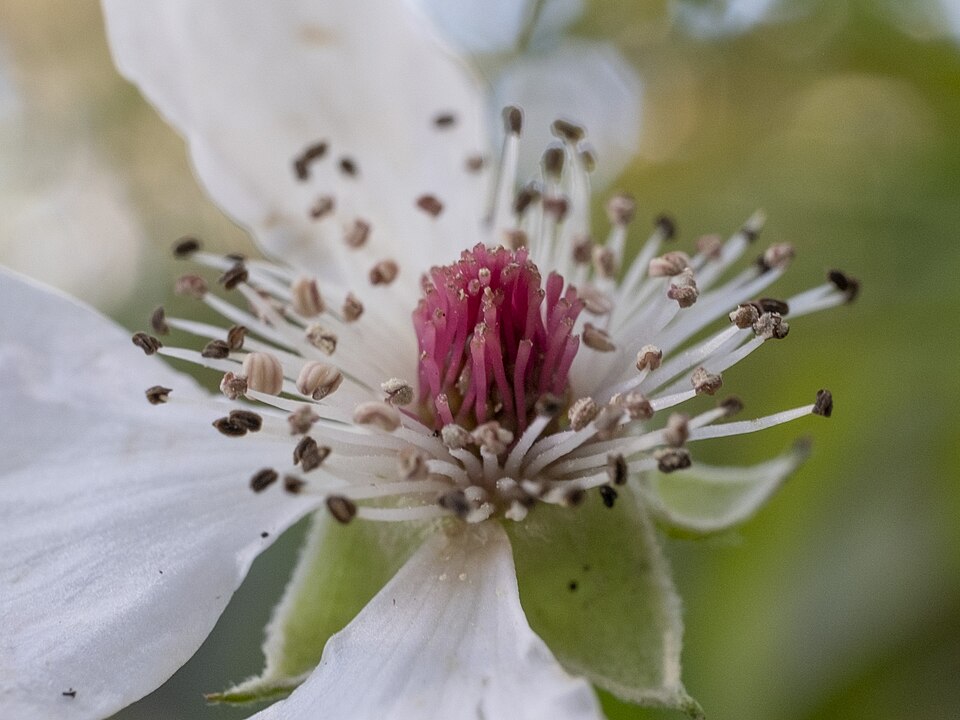 Rubus trivialis (southern dewberry)
