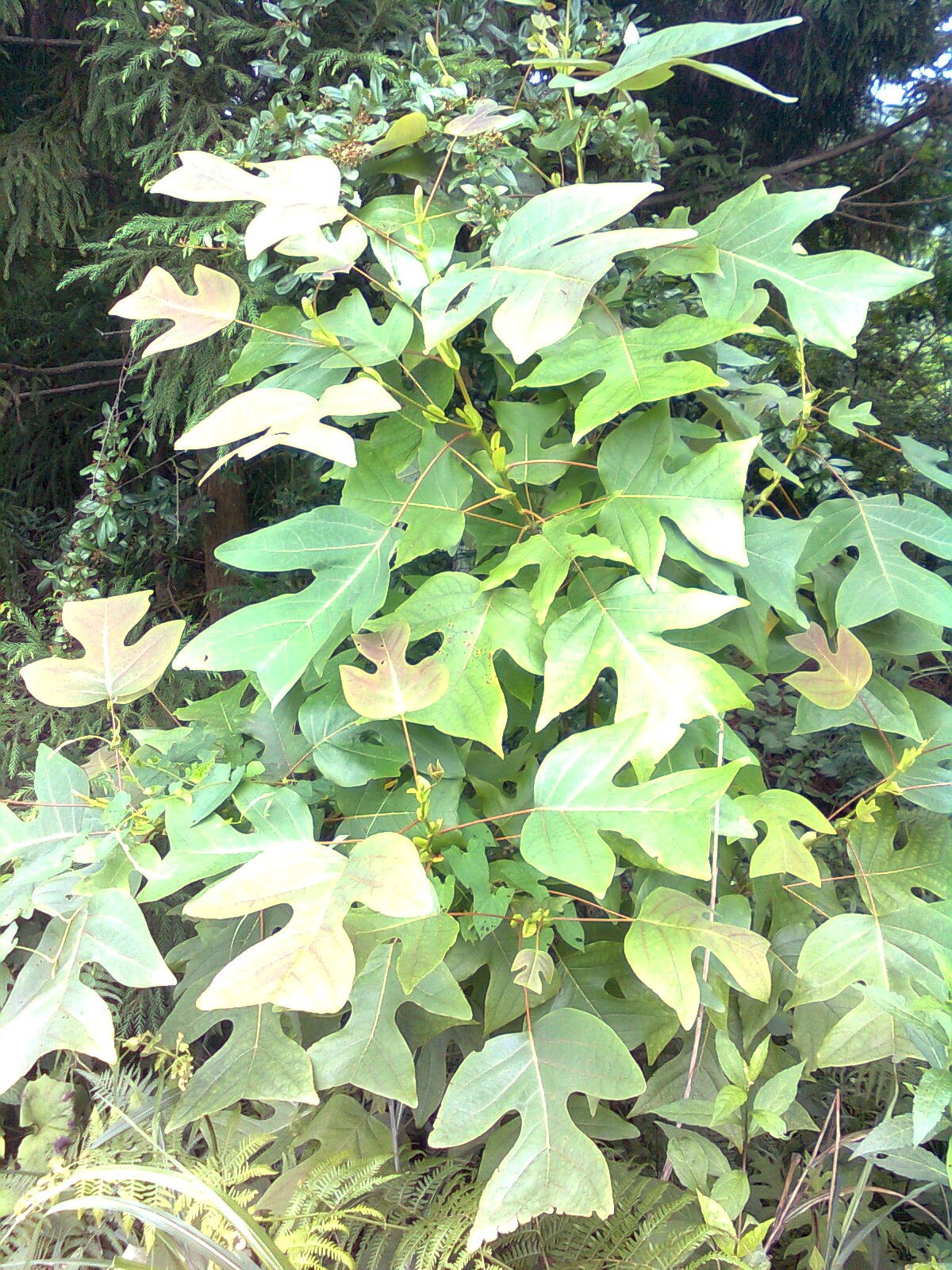 Liriodendron chinense, Chinese tulip tree — upright deciduous (Magnoliaceae) (image 4 of 8)