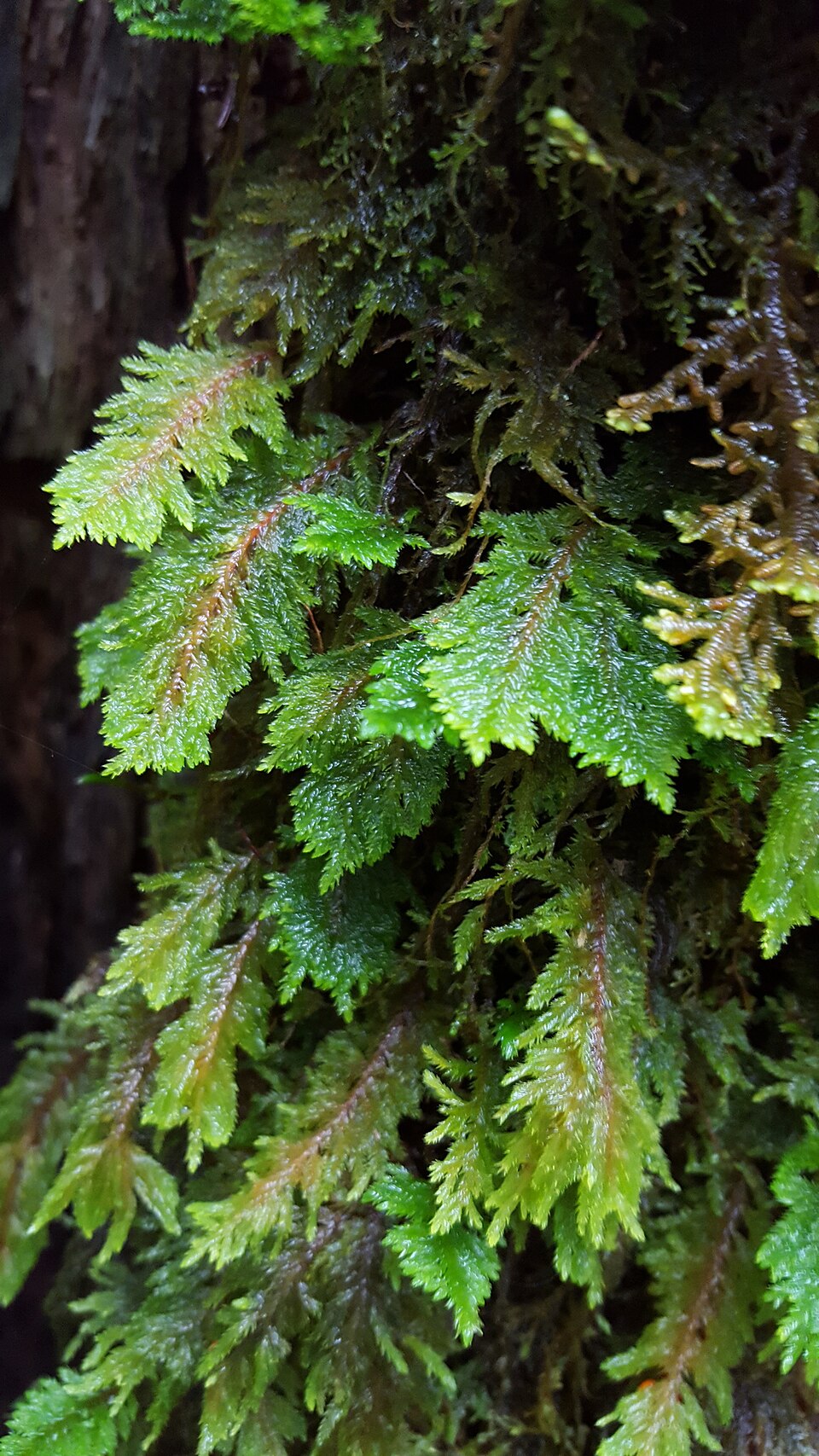 Dendroalsia abietina (dendroalsia moss) (alternate view 6)