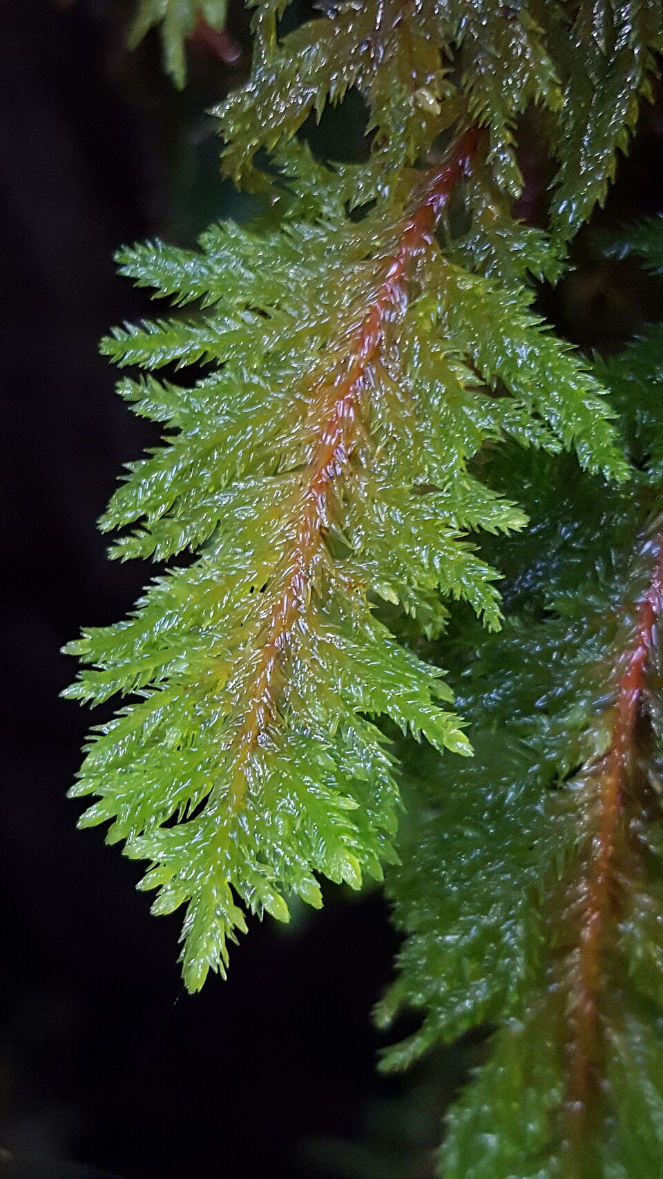 Dendroalsia abietina (dendroalsia moss) (alternate view 7)