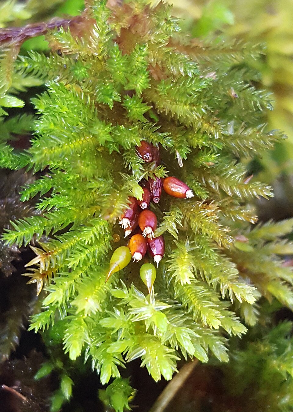Dendroalsia abietina (dendroalsia moss) (alternate view 8)