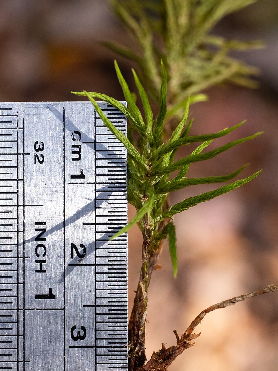 Climacium americanum (American Tree Moss) (alternate view 6)