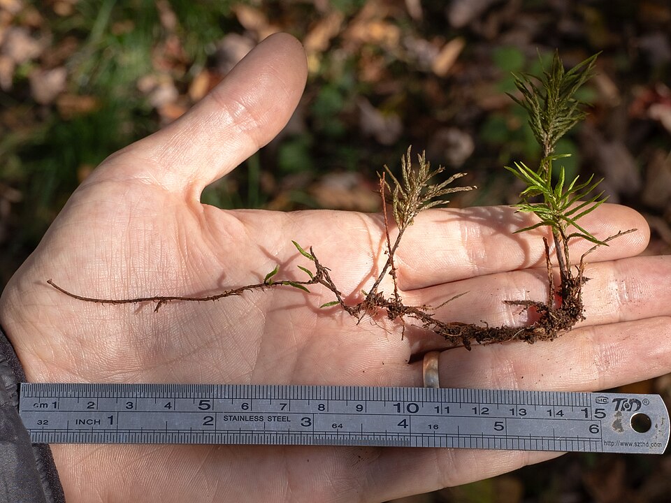 Climacium americanum (American Tree Moss) (alternate view 7)