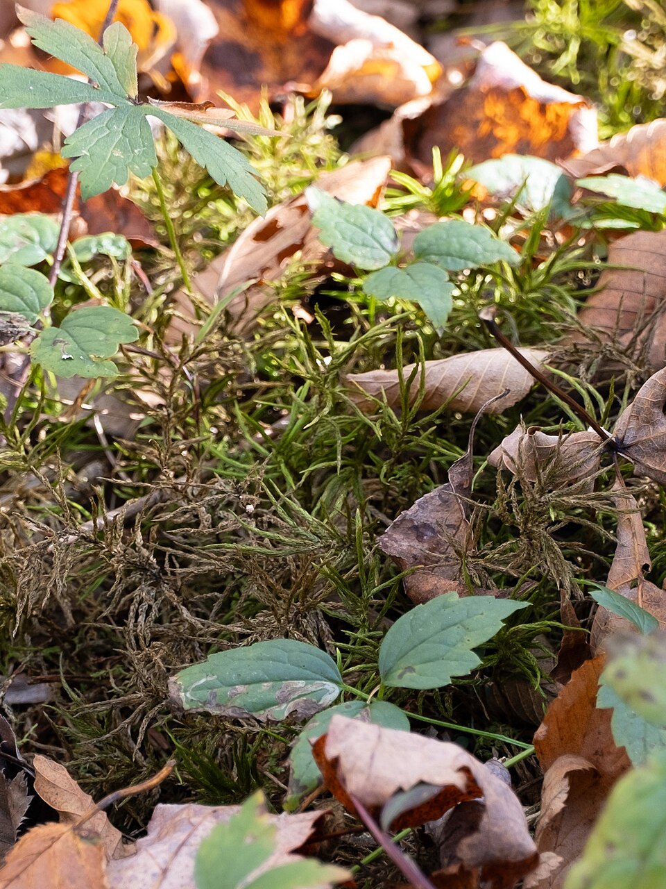 Climacium americanum (American Tree Moss) (alternate view 8)
